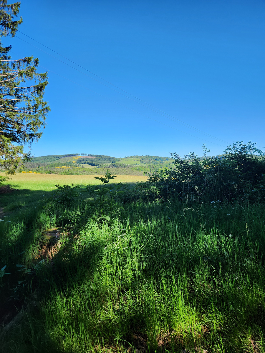 Tourbière du Longeyroux 30 mai