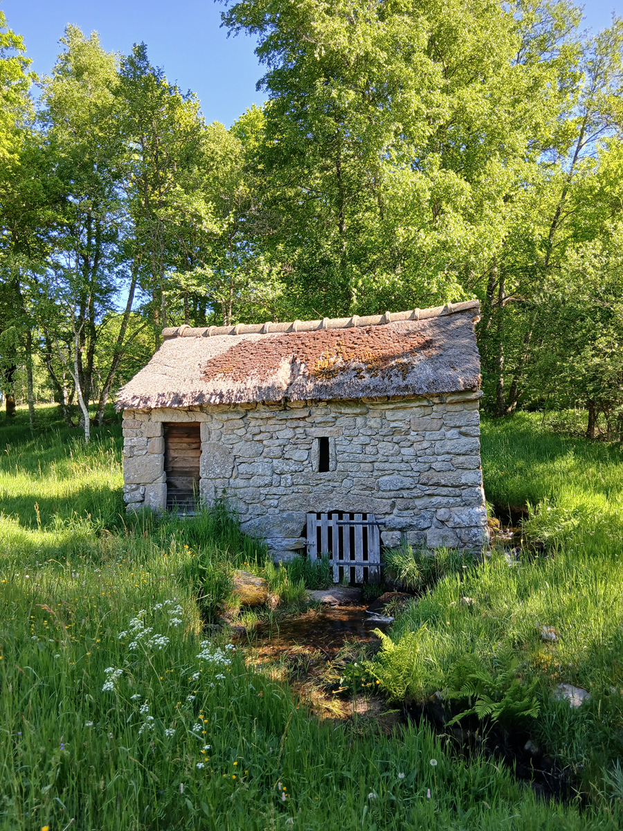 Tourbière du longeyroux 30 mai