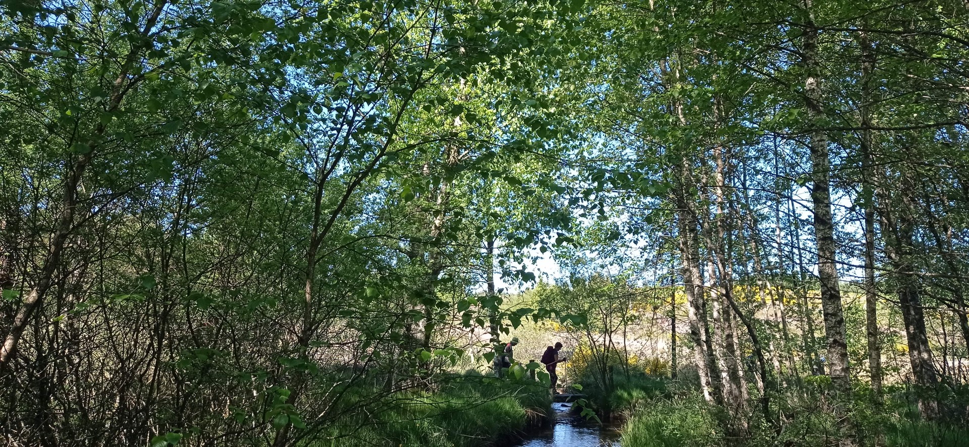 Tourbière du Longeyroux 30 mai
