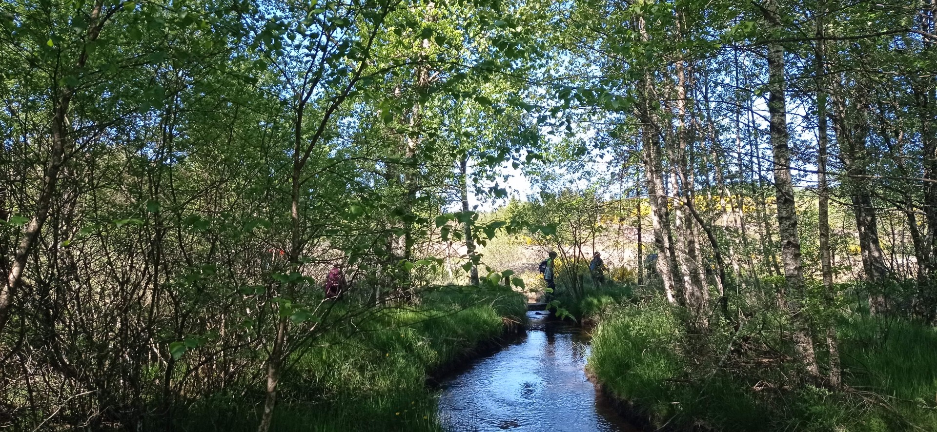 Tourbière du Longeyroux 30 mai